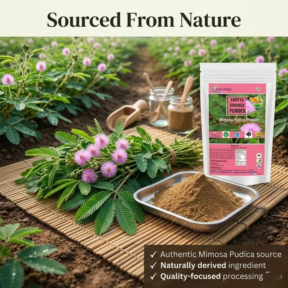 Thotta Sinungi Powder (Mimosa Pudica) 100% Natural Herbal Leaf Powder, Finely Ground Thotta Sinungi Leaves, Traditionally Used Botanical Ingredient, Carefully Processed & Hygienically Packed