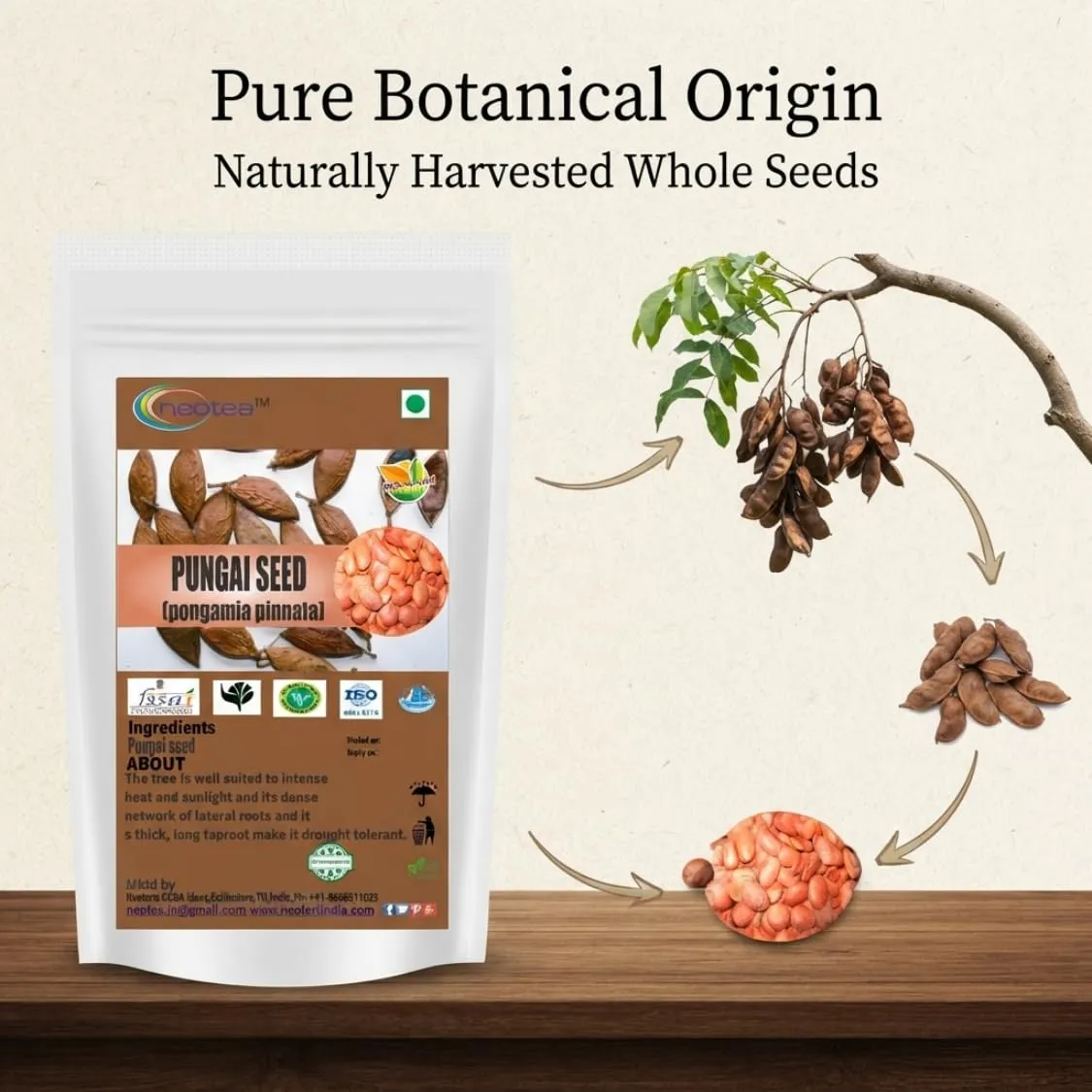 Pungai Seed (Whole Raw Seeds) | Dried Pungai Seeds | Naturally Sourced Herbal Seeds | Traditional Indian Herbal Ingredient | Carefully Cleaned & Packed | 100% Natural
