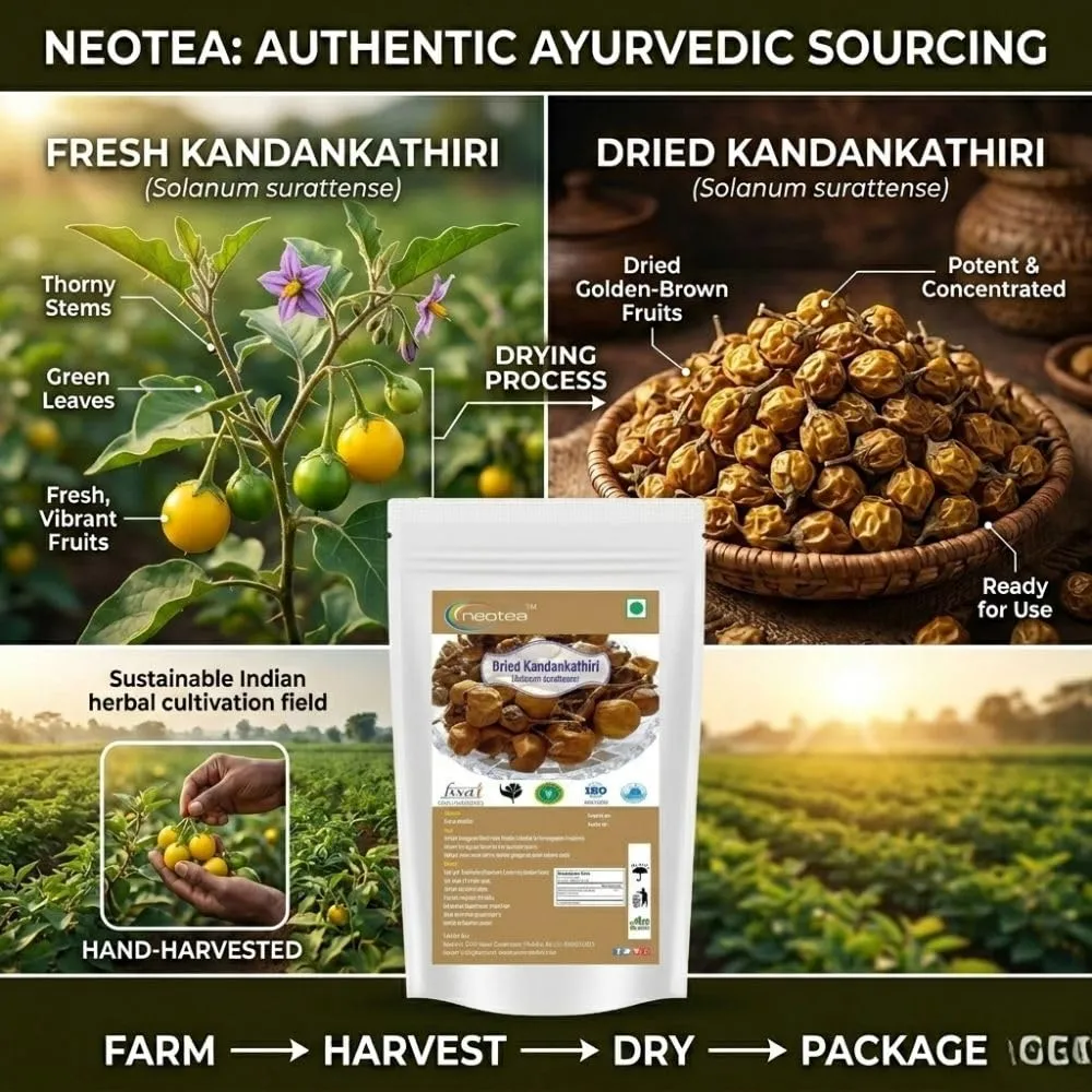 Kandankathiri Raw Herb | Dried Kandankathiri Whole Herb | Carefully Cleaned & Naturally Dried Herbal Ingredient | Traditional Indian Herb | Authentic Raw Herbal Product