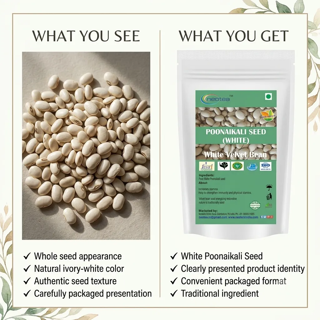 White Poonaikali Seed Raw Herbal Seeds | Traditional Indian Herb | Whole Dried Poonaikali Seeds | Natural Herbal Ingredient for Traditional Preparations | Unprocessed Seeds