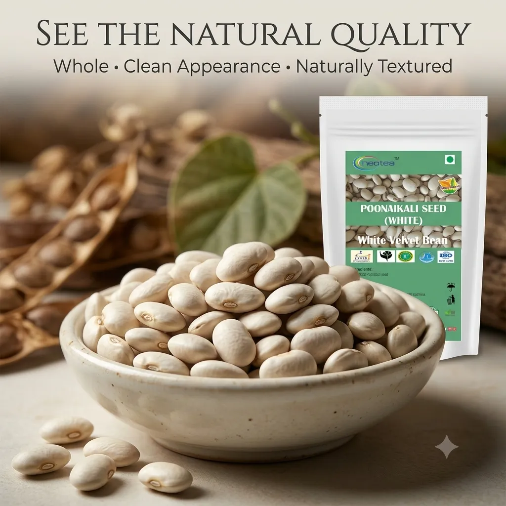 White Poonaikali Seed Raw Herbal Seeds | Traditional Indian Herb | Whole Dried Poonaikali Seeds | Natural Herbal Ingredient for Traditional Preparations | Unprocessed Seeds